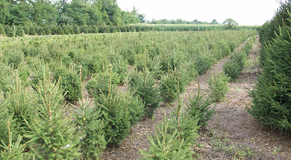 abeti e alberi di natale