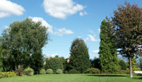 alberi ad alto fusto da giardini