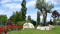 alivi e rose da giardino