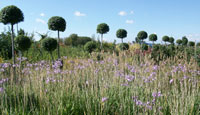 Fiori e piante stagionali